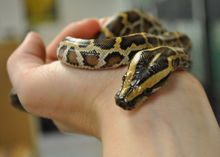 Baby Burmese Python | by