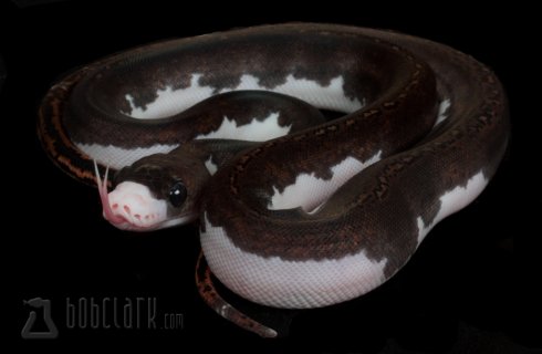 Pied Reticulated python