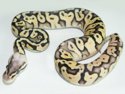 Super Pastel Ball Python