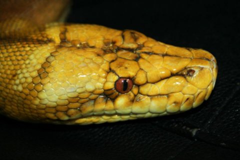 Reticulated python morphs for