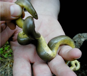 Native boa snake