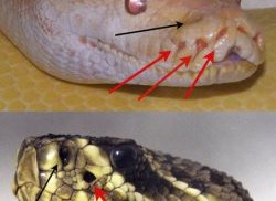 453px-The_Pit_Organs_of_Two_Different_Snakes