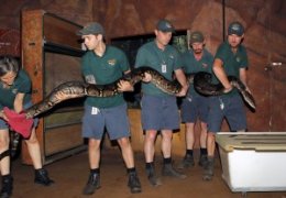 Cuddles the Reticulated Python gets a health check