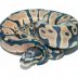 Ball Python snake for sale