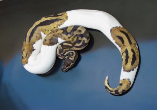 python snake pet