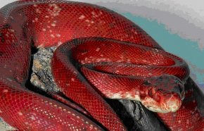 red ball python morphs