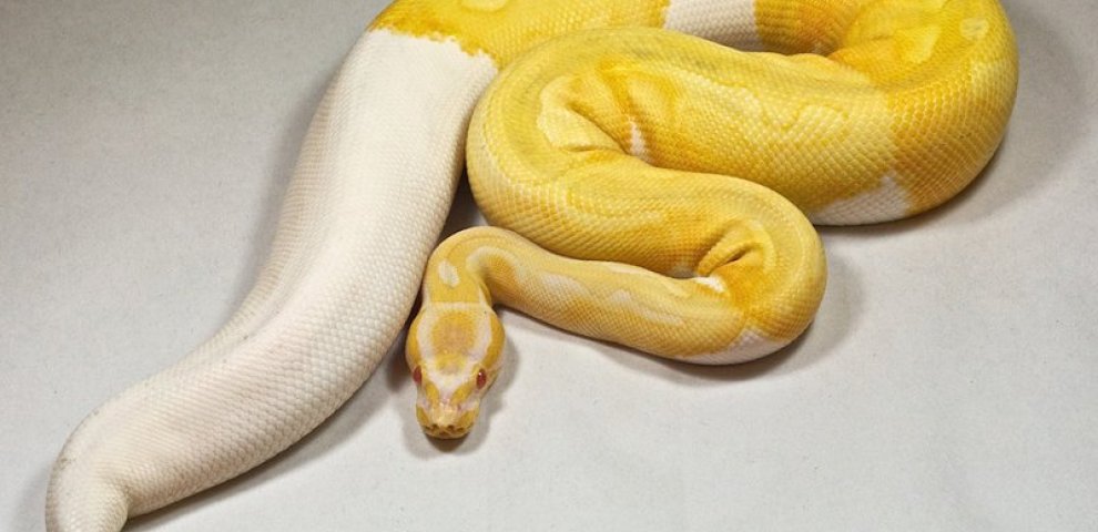 Albino Python