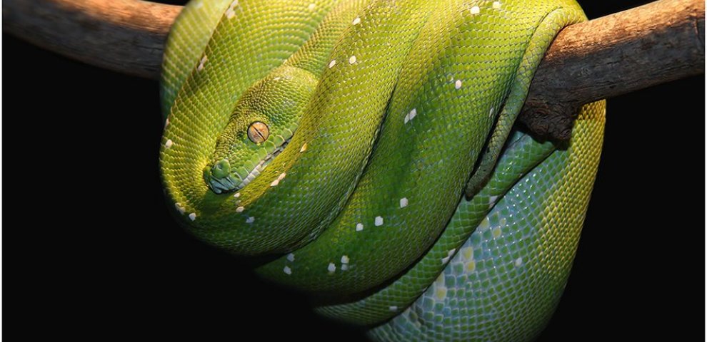 Are Ball Pythons nocturnal