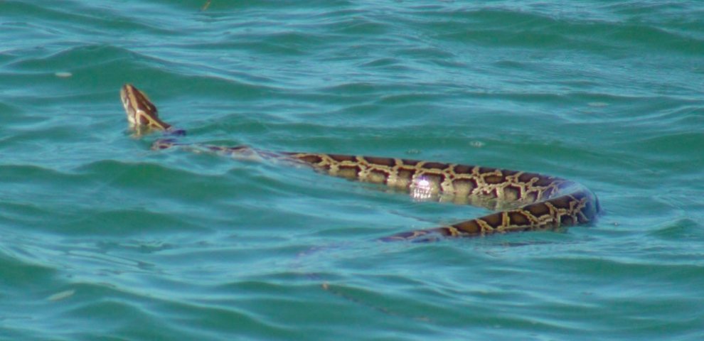 Burmese Pythons in Florida