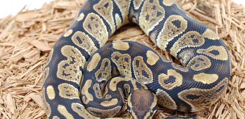 Granite Ball Python
