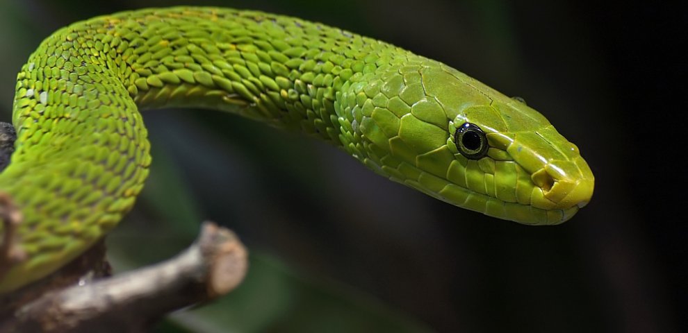 Green snake Facts
