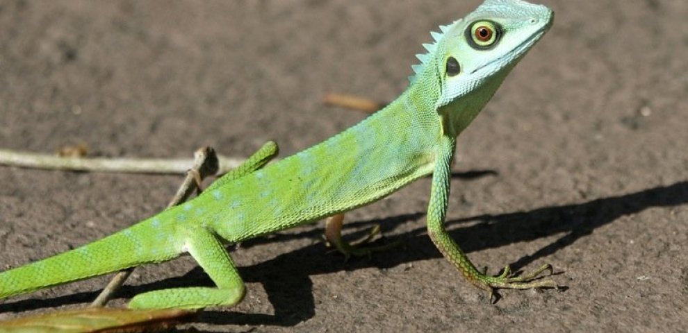 Green Tree lizard