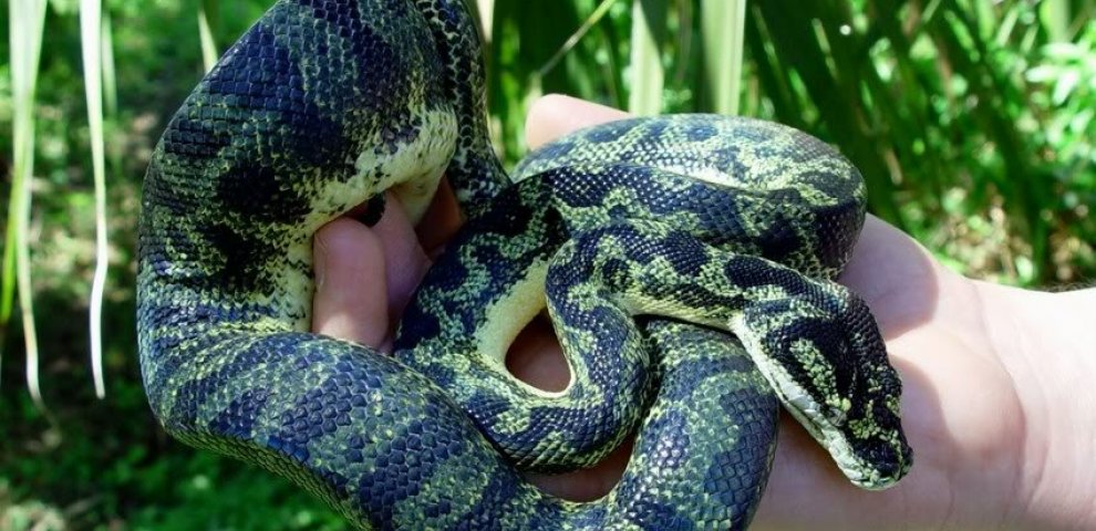 Jungle Carpet Python temperament