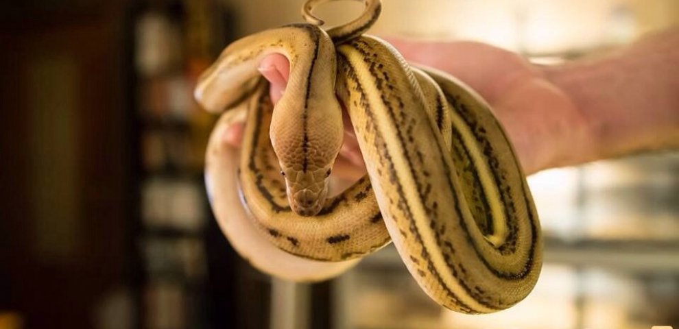 Reticulated Python Growth Rate