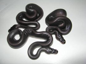 super black pastel ball python price