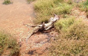 The python wrestle the six-foot freshwater crocodile at Lake Moondarra, 12 miles north east of Mount Isa, in outback Queensland