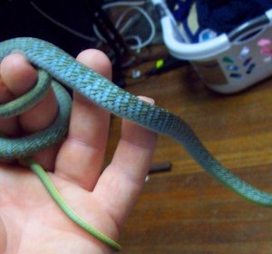 Blue Tree snake