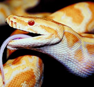 Burmese python videos