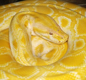 Burmese Pythons weigh