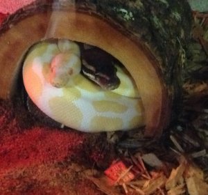 Caring for Ball Pythons