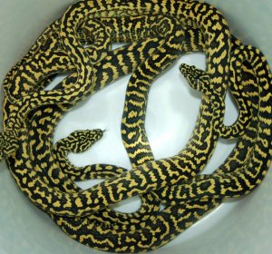 Carpet Python Breeding
