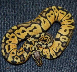Female Pastel Ball Pythons for sale