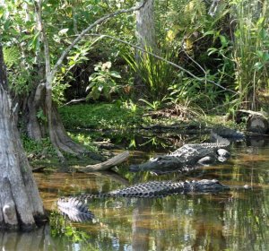 Florida Everglades Pythons