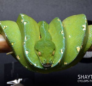 tree green python price