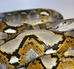 recorded longest snake ever