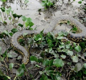 Python Pics snakes