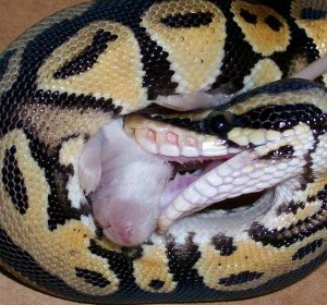 Pythons Teeth - Pythons Review