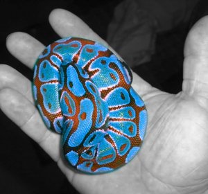 Rare Ball Python morphs