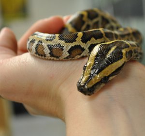 Small python