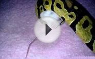 10month old pastel ball python kills her dinner