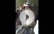 12 Year Old Ball Python Trying To Shed