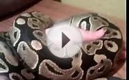 1.5 year old ball python weight+length