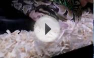 1 year old ball python feeding