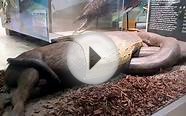 Anaconda Facts: 14 Facts about Green Anacondas