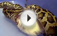 Baby burmese python feeding