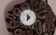 ball python eats mouse