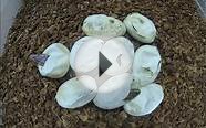 Ball Python Eggs Hatching Time Lapse