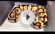 ball python : pastel desert ghost & super pastel desert