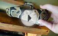 ball python + red tail video