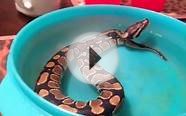 Ball Python Snake Shedding Tips