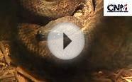 Boa Constrictor Snake (Brown) in 1080P HD - by John D