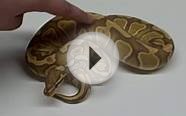 Caramel albino ball python