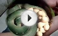 Green Tree Python teeth - Pythons Review
