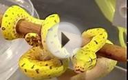 Green Tree Python (Morelia Viridis) Feeding - Part 4