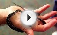Holding a Baby Pet Python Snake