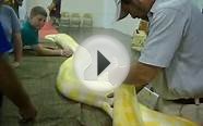 HUGE Albino Burmese Python 18 Feet